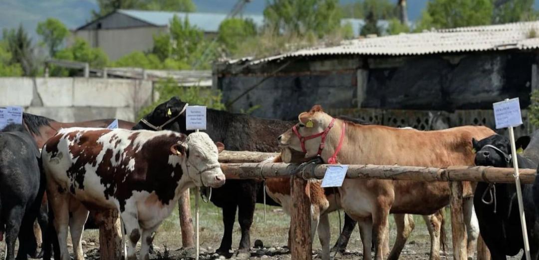 В Кыргызстане появятся еще шесть скотных рынков