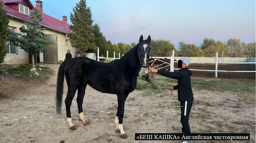 ГКНБ изъял 8 дорогостоящих породистых скакунов Камчы Кольбаева